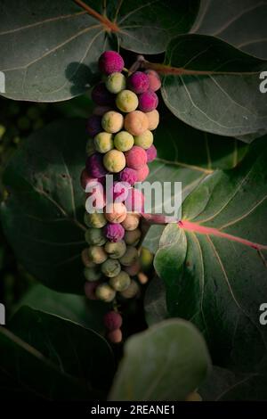 Frutti di uva di mare di Coccoloba uvifera popolare pianta da spiaggia ai tropici. Foto Stock