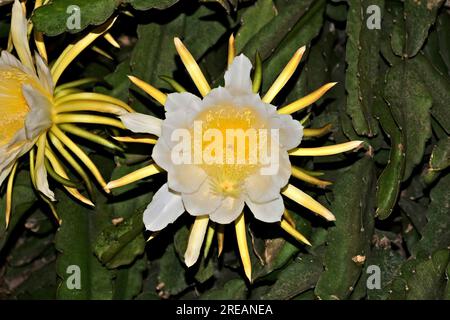 Fioritura notturna di Pitaya (Hylocereus undatus). Foto Stock