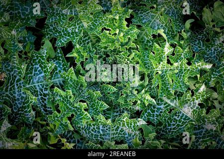 Foglie di cardo mariano (Silybum marianum). Foto Stock