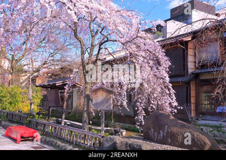 Fiume Gion Shirakawa in primavera Foto Stock