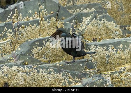 European shag Gulosus aristotelis, adulto arroccato sulle rocce, farne Islands, Northumberland, Regno Unito, luglio Foto Stock