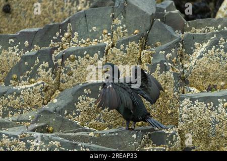 European shag Gulosus aristotelis, adulto arroccato sulle rocce, farne Islands, Northumberland, Regno Unito, luglio Foto Stock