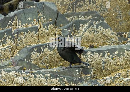 European shag Gulosus aristotelis, adulto arroccato sulle rocce, farne Islands, Northumberland, Regno Unito, luglio Foto Stock