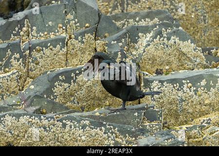 European shag Gulosus aristotelis, adulto arroccato sulle rocce, farne Islands, Northumberland, Regno Unito, luglio Foto Stock