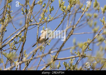 Parula da giardino Sylvia borin, maschio adulto che canta dal salice, Forest of Dean, Gloucestershire, Regno Unito, maggio Foto Stock