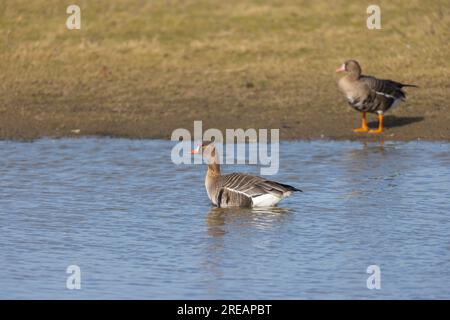 Greater White-front Goose Anser albifrons albifrons albifrons, adulti che fanno il bagno nella laguna poco profonda, Slimbridge, Gloucestershire, Regno Unito, febbraio Foto Stock