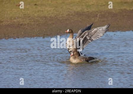 Greater White-front Goose Anser albifrons albifrons albifrons, adulti che fanno il bagno nella laguna poco profonda, Slimbridge, Gloucestershire, Regno Unito, febbraio Foto Stock