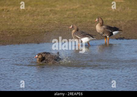 Greater White-front Goose Anser albifrons albifrons albifrons, adulti che fanno il bagno nella laguna poco profonda, Slimbridge, Gloucestershire, Regno Unito, febbraio Foto Stock