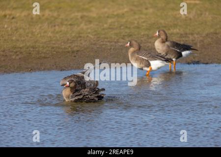 Greater White-front Goose Anser albifrons albifrons albifrons, adulti che fanno il bagno nella laguna poco profonda, Slimbridge, Gloucestershire, Regno Unito, febbraio Foto Stock