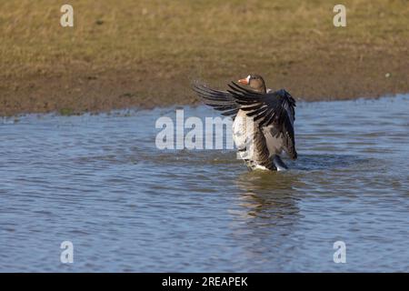 Greater White-front Goose Anser albifrons albifrons albifrons, adulti che fanno il bagno nella laguna poco profonda, Slimbridge, Gloucestershire, Regno Unito, febbraio Foto Stock