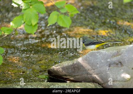 Motacilla cinerea grigia, maschio adulto arroccato sulla roccia del fiume, Exmoor National Park, Somerset, Regno Unito, maggio Foto Stock