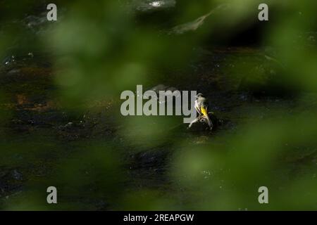 Motacilla cinerea grigia, maschio adulto arroccato sulla roccia del fiume, Exmoor National Park, Somerset, Regno Unito, maggio Foto Stock