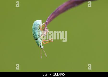 Polidruso formosus la foglia verde immigrata weevil Foto Stock