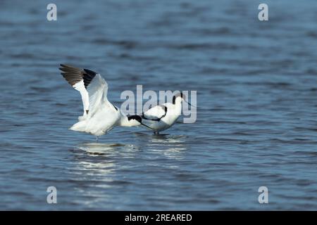 Pied avocet Recurvirostra avosetta, Adults in Shallow Lagoon, Frampton Marsh, Lincolnshire, UK, March Foto Stock