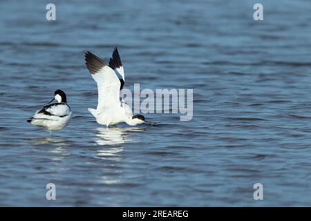 Pied avocet Recurvirostra avosetta, Adults in Shallow Lagoon, Frampton Marsh, Lincolnshire, UK, March Foto Stock