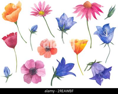 Grande set di illustrazioni ad acquerello di fiori, papavero californiano, boccioli di campanello, anemoni, fiori di cosmea, echinacea. Elementi botanici isolati Foto Stock