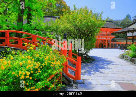 Santuario Shimogamo in verde fresco Foto Stock