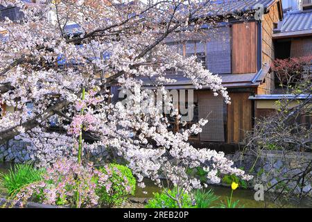 Fiume Shirakawa a Gion con fiori di ciliegio Foto Stock