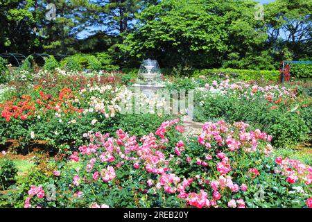 Rose Garden nel parco dei fiori di Hamamatsu Foto Stock