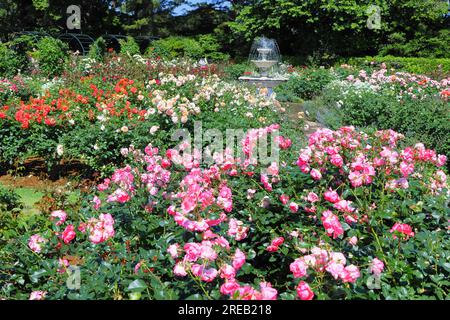 Rose Garden nel parco dei fiori di Hamamatsu Foto Stock