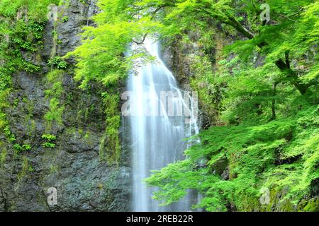 Minoh Falls all'inizio dell'estate Foto Stock