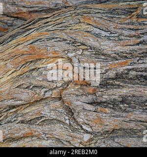 Vista ravvicinata del motivo testurizzato della maclura pomifera, nota anche come osage Orange o corteccia di arancio finto Foto Stock