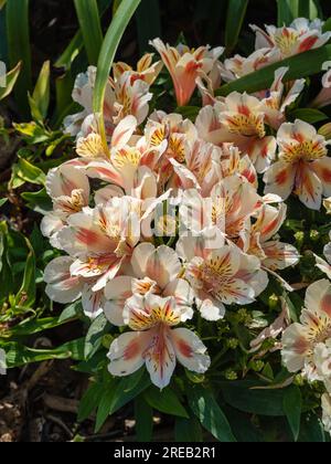 Vista ravvicinata dei luminosi e colorati fiori di giallo arancio e bianco cremoso dell'alstroemeria alias giglio peruviano o giglio degli Inca che fioriscono in giardino Foto Stock