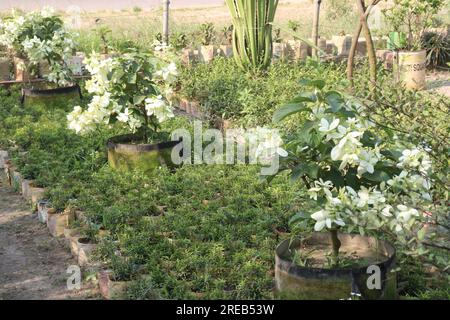 La pianta di fiori di noce di Malabar in azienda agricola per la raccolta sono colture da contante Foto Stock