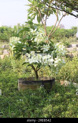 La pianta di fiori di noce di Malabar in azienda agricola per la raccolta sono colture da contante Foto Stock