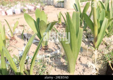 la pianta di fiori drimia maritima in azienda agricola per la raccolta sono colture da contante Foto Stock