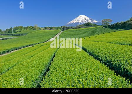 Monte Fuji e una piantagione di tè Foto Stock