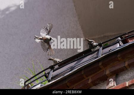 Berlino, Germania. 25 luglio 2023. Un passero di casa vola verso altri passeri seduti su un balcone a Berlin Mitte. Secondo l'ornitologo Sieste, la sigillatura delle aree è attualmente la più grande minaccia per gli uccelli di Berlino. Poiché si stanno costruendo sempre più aree, l'habitat degli uccelli della città sta diventando sempre più piccolo. Crediti: Annette Riedl/dpa/Alamy Live News Foto Stock