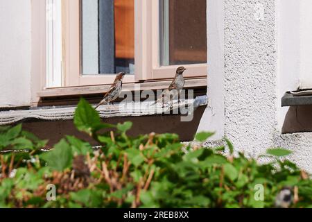 Berlino, Germania. 25 luglio 2023. Un gruppo di passeri di casa siede su un davanzale a Berlino Mitte. Secondo l'ornitologo Sieste, la sigillatura delle superfici è attualmente la più grande minaccia per gli uccelli di Berlino. Poiché si stanno costruendo sempre più aree, l'habitat degli uccelli della città sta diventando sempre più piccolo. Crediti: Annette Riedl/dpa/Alamy Live News Foto Stock