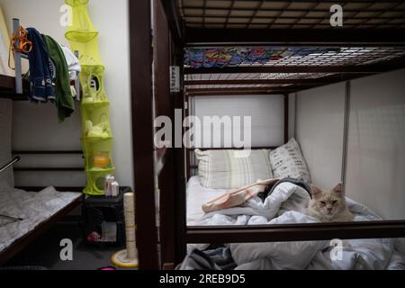 Berlino, Germania. 26 luglio 2023. Un gatto siede su un letto in una zona notte al centro arrivi dell'ex aeroporto di Tegel. L'alloggio per rifugiati ospita circa 2.500 persone. Credito: Hannes P. Albert/dpa/Alamy Live News Foto Stock