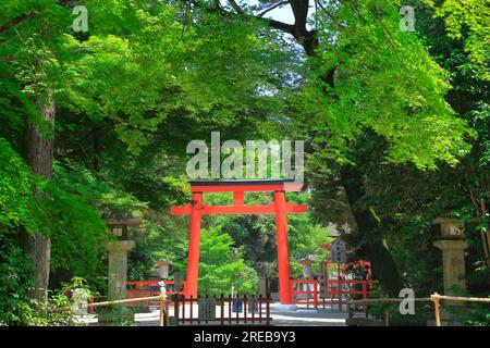 Santuario Shimogamo in verde fresco Foto Stock