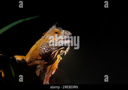 Primo piano della comune iguana verde su sfondo nero. Foto Stock