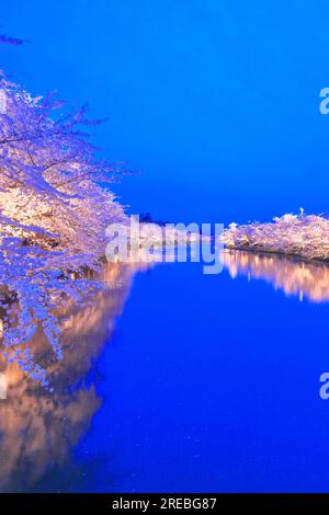 Luce dei ciliegi in fiore al castello di Hirosaki Foto Stock