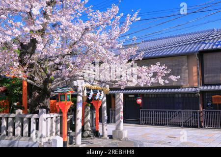 Gion con fiori di ciliegio Foto Stock