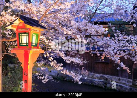 Fiume Gion Shirakawa di ciliegi in fiore Foto Stock