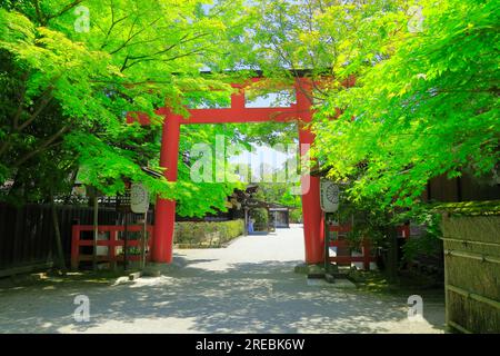 Santuario Shimogamo in verde fresco Foto Stock