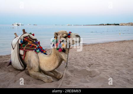 Hurghada, Egypt Camel su una sabbia di spiaggia nella Baia di Makadi, una delle bellissime riviera egiziane del Mar Rosso. Foto Stock