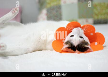 Gatto giapponese con colletto elisabettiano dopo un intervento chirurgico di spay Foto Stock