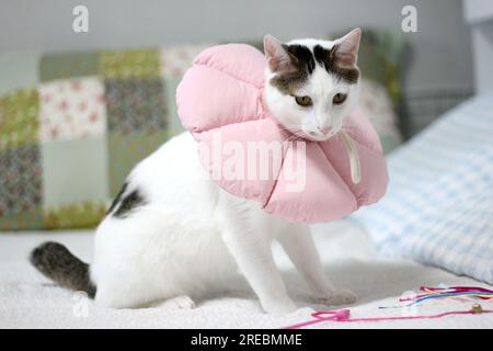 Gatto giapponese con colletto elisabettiano dopo un intervento chirurgico di spay Foto Stock