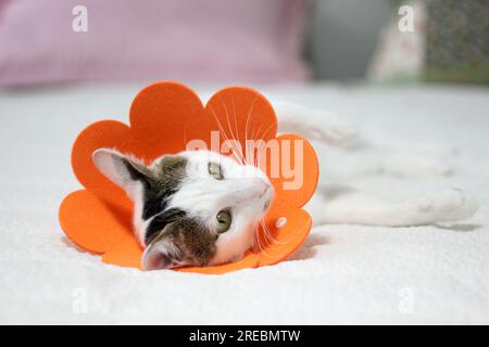 Gatto giapponese con colletto elisabettiano dopo un intervento chirurgico di spay Foto Stock