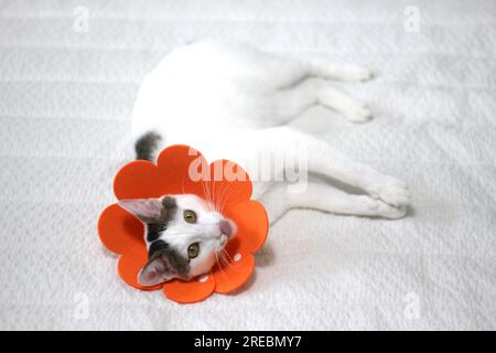 Gatto giapponese con colletto elisabettiano dopo un intervento chirurgico di spay Foto Stock