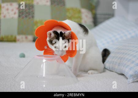 Gatto giapponese con colletto elisabettiano dopo un intervento chirurgico di spay Foto Stock