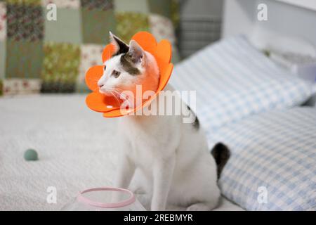 Gatto giapponese con colletto elisabettiano dopo un intervento chirurgico di spay Foto Stock