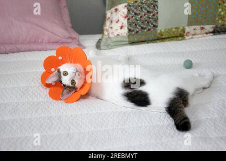 Gatto giapponese con colletto elisabettiano dopo un intervento chirurgico di spay Foto Stock