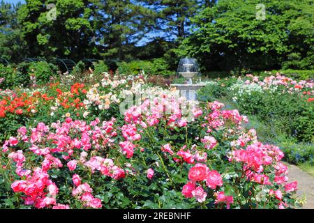 Rose Garden nel parco dei fiori di Hamamatsu Foto Stock