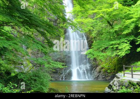 Minoh Falls all'inizio dell'estate Foto Stock